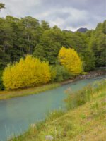 Excursión a Puerto Blest y Lago Frías con traslado - Imagen 2